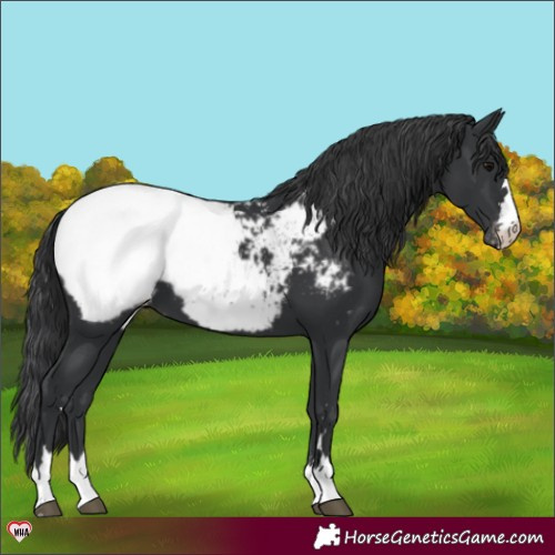 Horse Color:Black Appaloosa