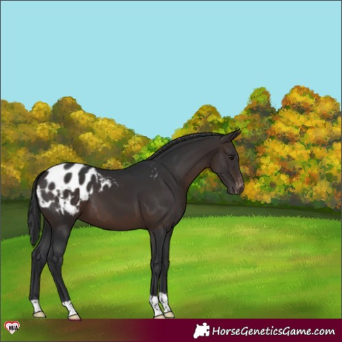 Horse Color:Brown Appaloosa 