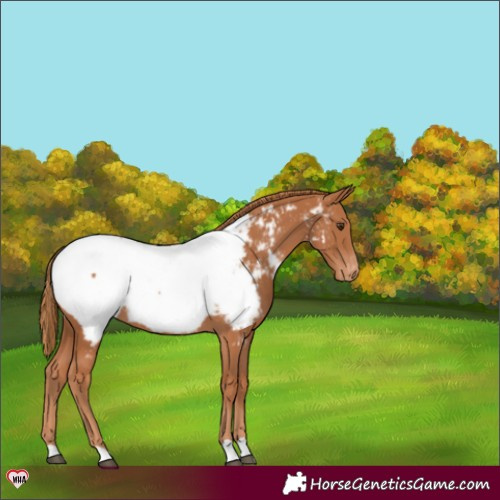 Horse Color:Chestnut Appaloosa 