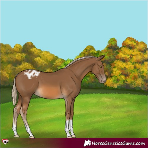 Horse Color:Chocolate Palomino Appaloosa 