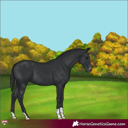 Horse Color:Black Appaloosa 