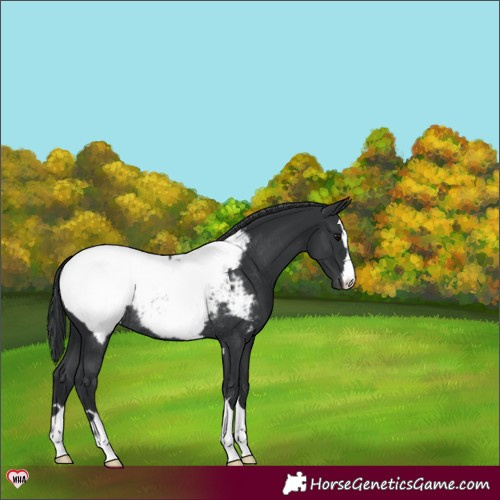 Horse Color:Black Appaloosa Rabicano 