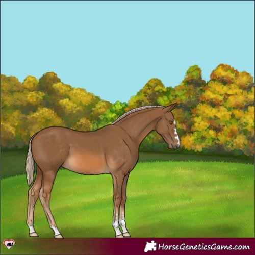 Horse Color:Chocolate Palomino 