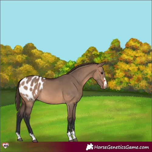 Horse Color:Brown Dun Appaloosa 