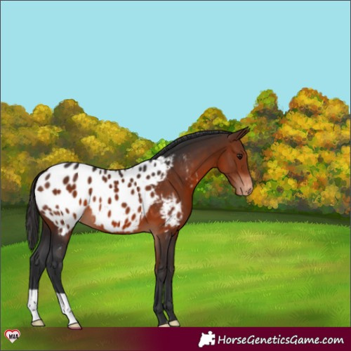 Horse Color:Bay Appaloosa 