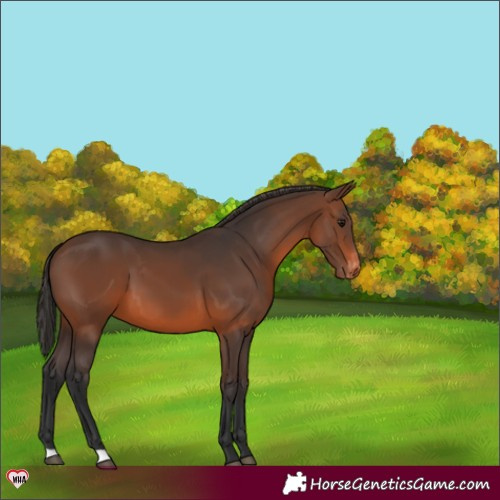 Horse Color:Brown Appaloosa 