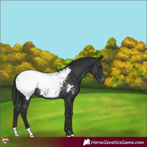 Horse Color:Black Appaloosa Rabicano 