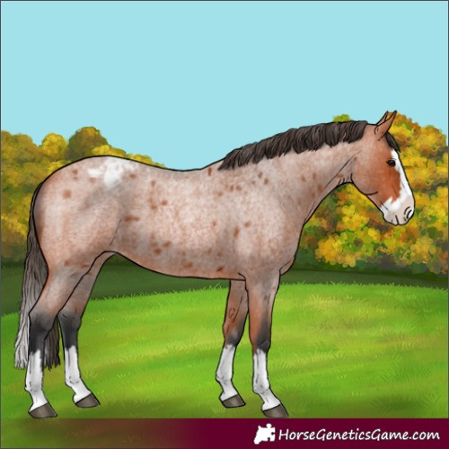 Horse Color:Bay Roan Splash Varnish 