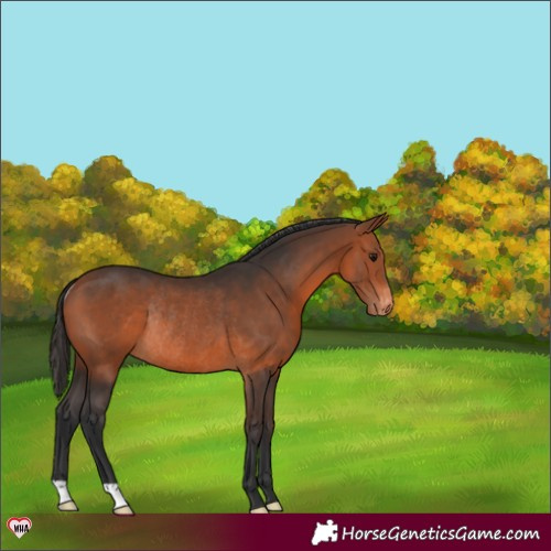 Horse Color:Bay Appaloosa Rabicano 