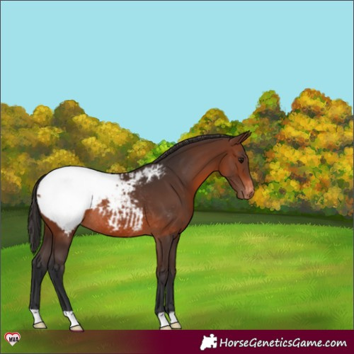 Horse Color:Brown Appaloosa Rabicano 