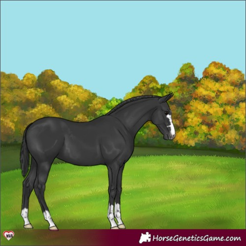 Horse Color:Black Appaloosa 