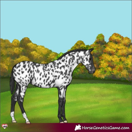 Horse Color:Black Near Leopard 