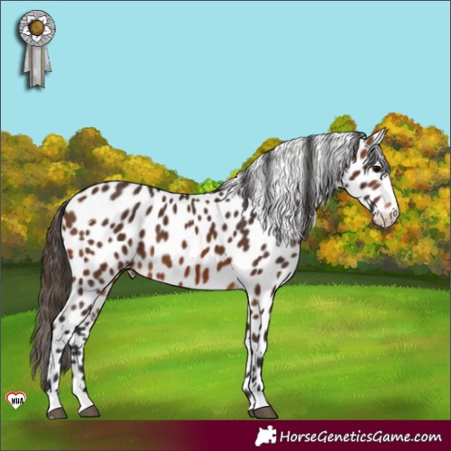 Horse Color:Brown Appaloosa 