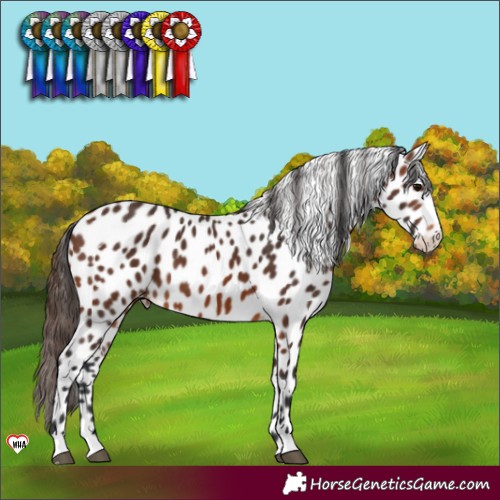 Horse Color:Brown Appaloosa 