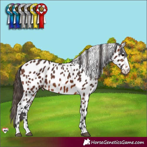 Horse Color:Brown Appaloosa 
