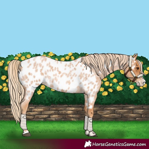 Horse Color:Red Roan Splash Near Leopard 