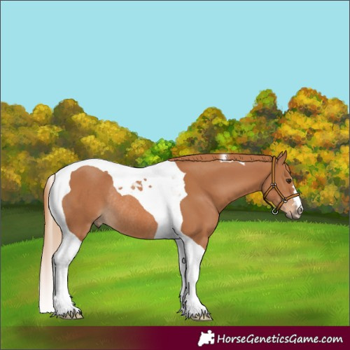 Horse Color:Chestnut Tobiano Rabicano 