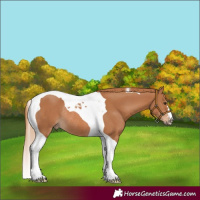 Horse Color:Chestnut Tobiano Rabicano