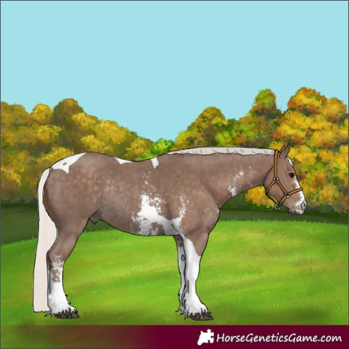 Horse Color:Silver Black Sabino Tobiano Rabicano 