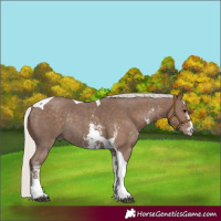 Horse Color:Silver Black Sabino Tobiano Rabicano