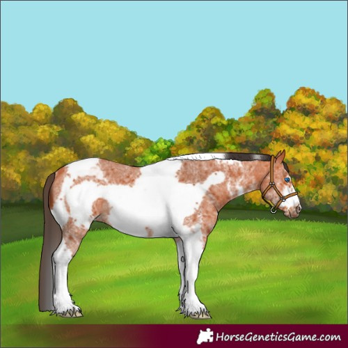 Horse Color:Bay Sabino Tobiano Frame Rabicano 