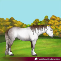 Horse Color:Gray Chestnut 