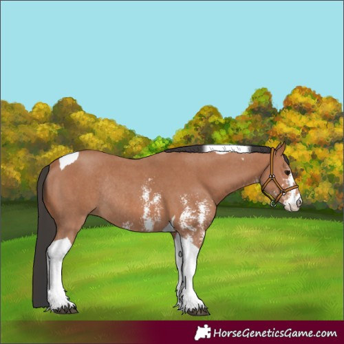 Horse Color:Bay Sabino Tobiano Rabicano 