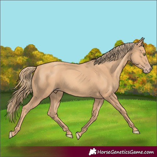 Horse Color:Gold Champagne 