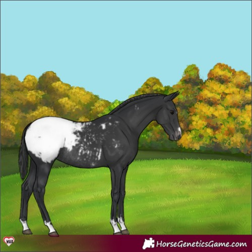 Horse Color:Black Appaloosa Rabicano 