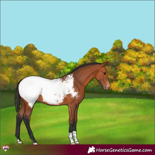 Horse Color:Bay Snowcap 