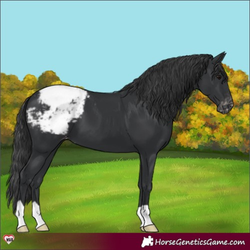 Horse Color:Black Appaloosa 