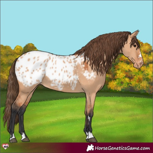 Horse Color:Bay Dun Appaloosa 