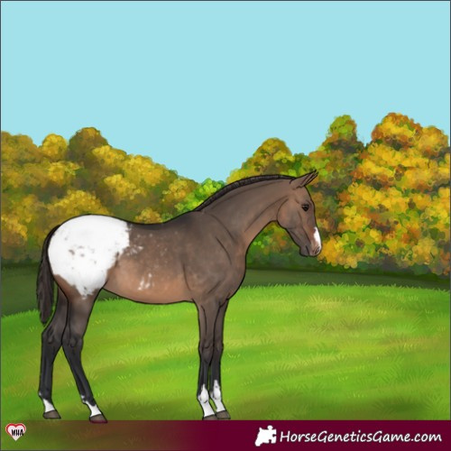 Horse Color:Brown Dun Appaloosa 