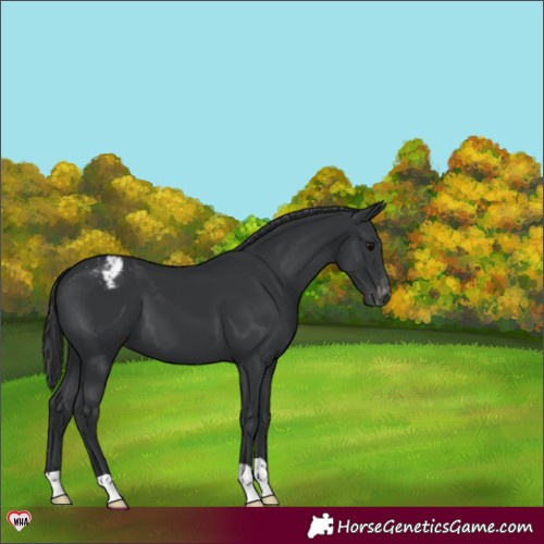 Horse Color:Black Appaloosa 