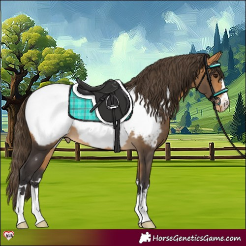 Horse Color:Buckskin Appaloosa 