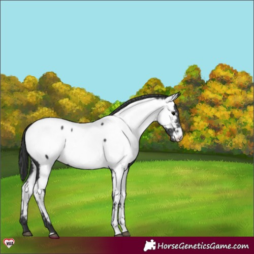 Horse Color:Black Appaloosa 