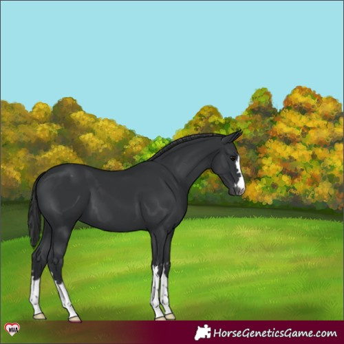 Horse Color:Black Appaloosa 