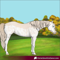 Horse Color:Perlino Splash and Perlino Splash