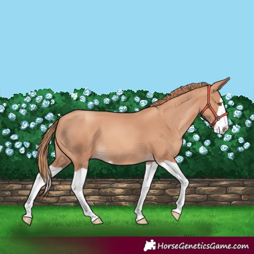 Horse Color:Gold Champagne Splash 