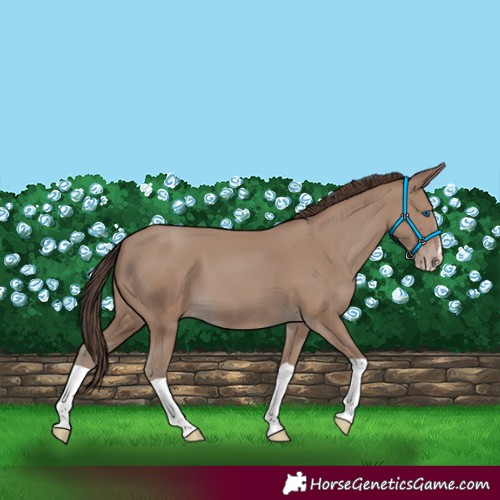 Horse Color:Classic Champagne Splash 