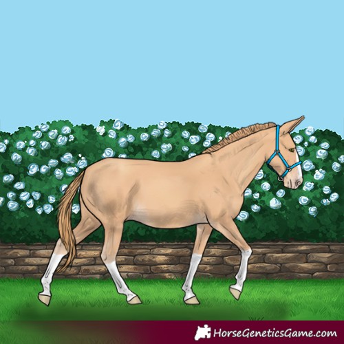 Horse Color:Gold Champagne Splash 
