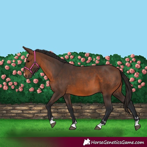 Horse Color:Brown 