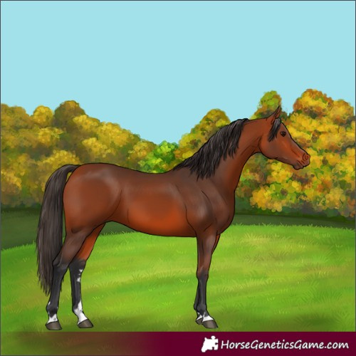 Horse Color:Bay 