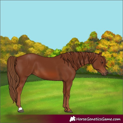 Horse Color:Chestnut 