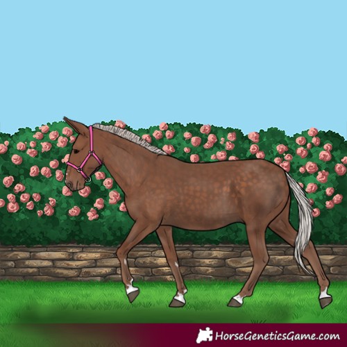 Horse Color:Silver Black 