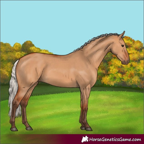 Horse Color:Silver Bay Dun