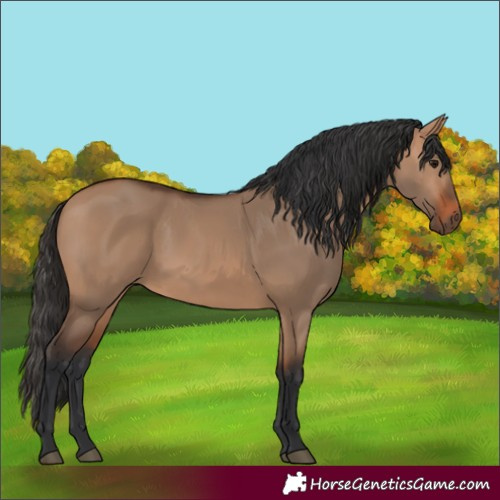 Horse Color:Bay Dun