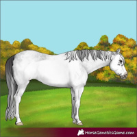Horse Color:White Spotted Blue Roan Splash Frame Varnish 