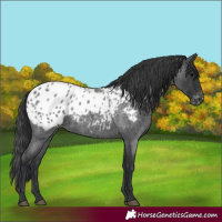 Horse Color:Blue Roan Appaloosa 