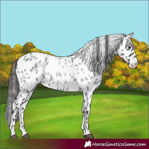 Horse Color:Blue Roan Leopard 